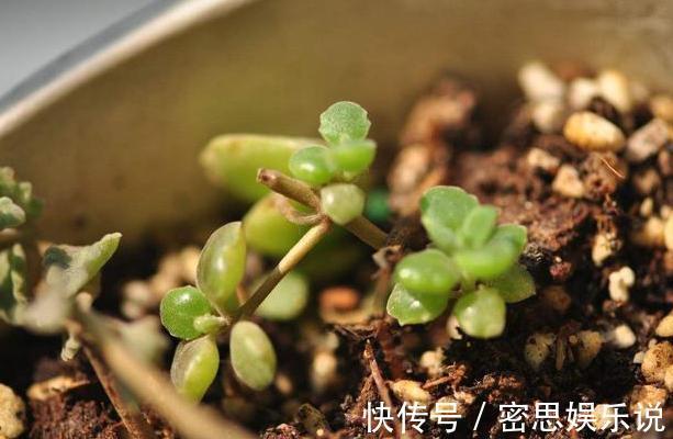 花土板结怎么办?不换盆土,学会这几招照样能搞定难题