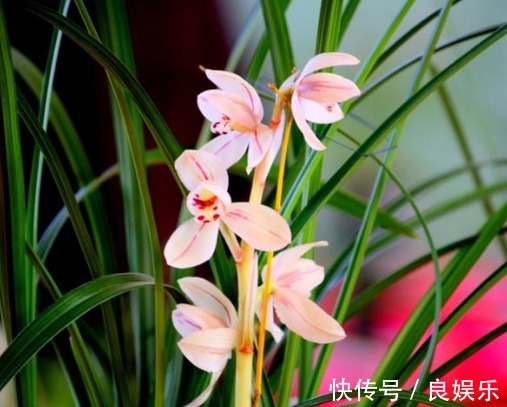 兰花怎么换盆教你3个兰花换盆的小妙招,换盆后生长旺盛开花多