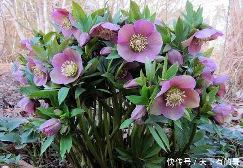 长势|有个院子别光养月季花,种3种漂亮花,好养护长势旺,开出花海