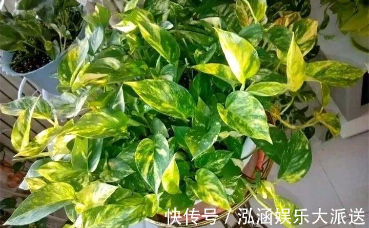 浇花|营养水家家都能做，不花一分钱，给花浇点就爆盆！