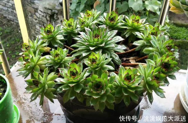 浇水|进入夏季,“多肉党”做好这3步,防止多肉“穿裙子”,一学就会