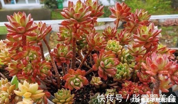 光照|家庭养多肉,掌握这7点,就没有养不好的多肉植物!