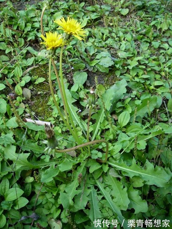 马齿苋|10种野菜辨别图,遇见了记得摘回家,再不摘点尝尝,下个月就老了