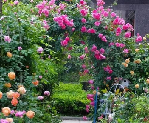 阳台适合养3种花,人养花,花也养人,解毒败火,家家必备!