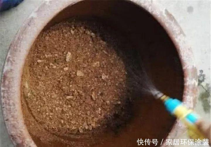 鸡蛋戳个洞,埋盆里1年不用施肥,三角梅疯狂开花