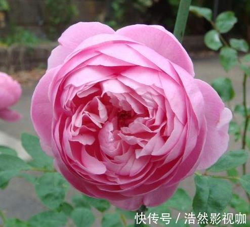 花刺|喜欢菊花,不如养盆“高档玫瑰”爱心,高贵冷艳,飘香四溢