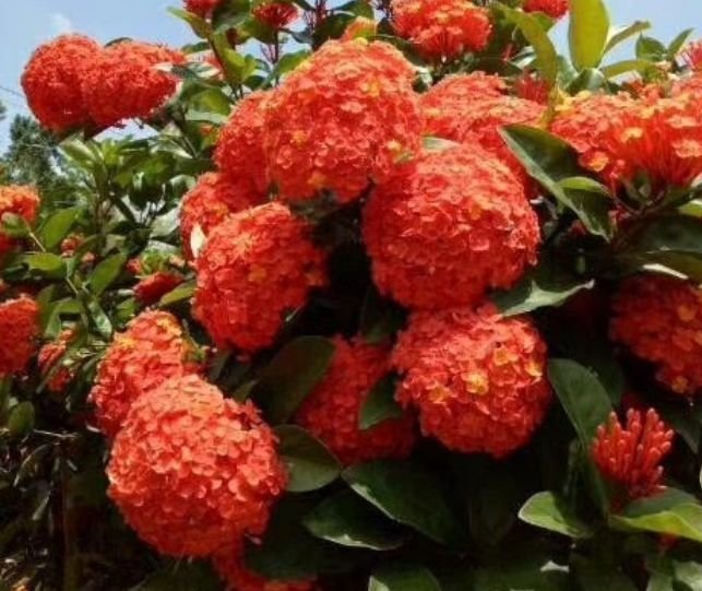 家养此款花卉,开花勤爱爆盆,花儿轻松开爆,适合阳台盆栽