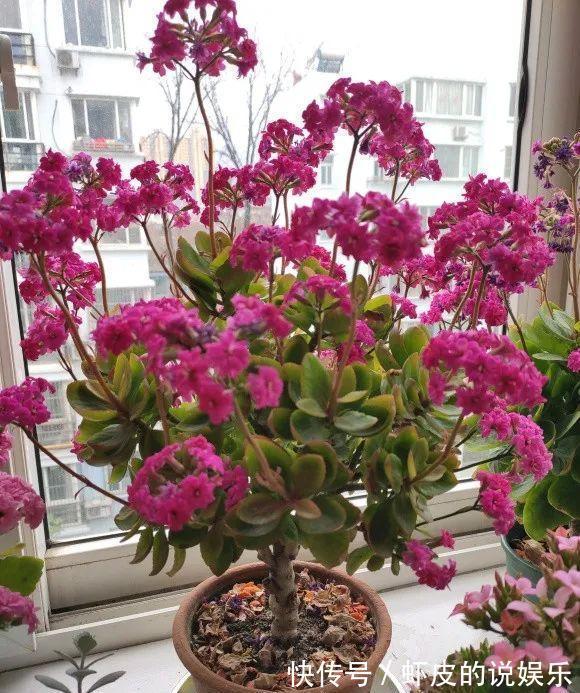 寿命长的“3种花”,最喜欢用小盆栽种,盆越“小”长得越好