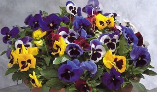 种子发芽温度|养花却不知道什么时候播种,看了此个就知道了