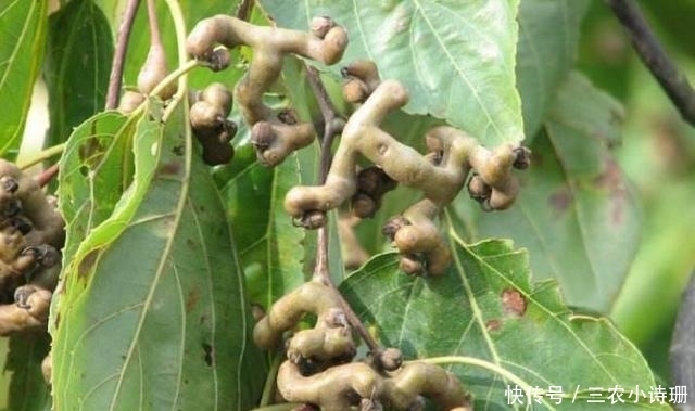 全都|山村的这4种野果子, 现在已经不常见, 全都吃过才算真正的山村娃