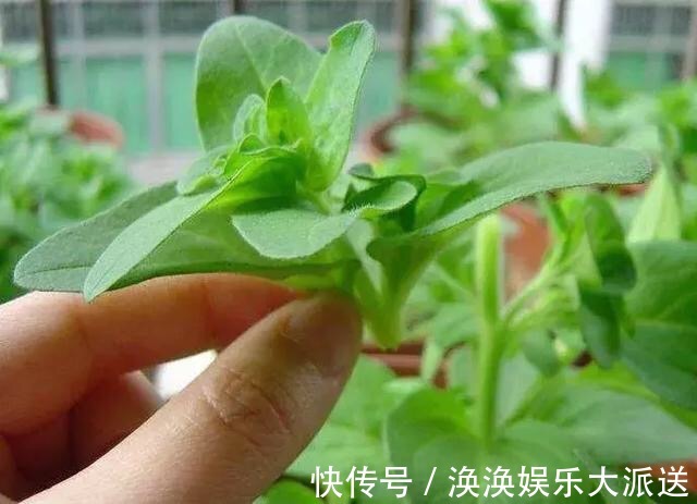 养花修剪“学问大”，老花匠教你怎么修剪，才能突突冒花！