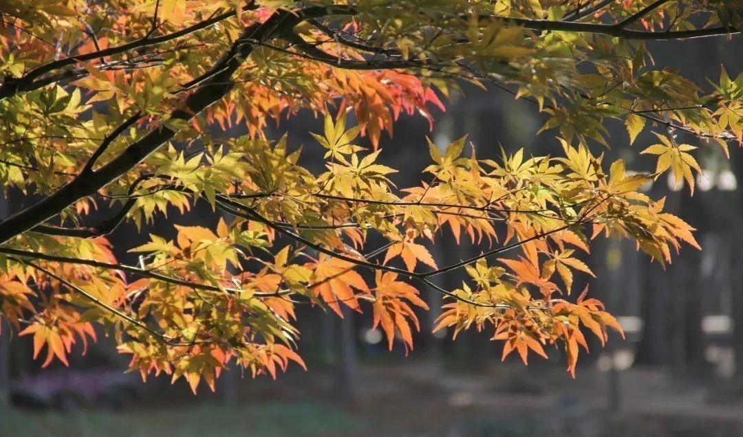 梦一场$元稹千古名句的背后，藏着他最爱的人和最真的情