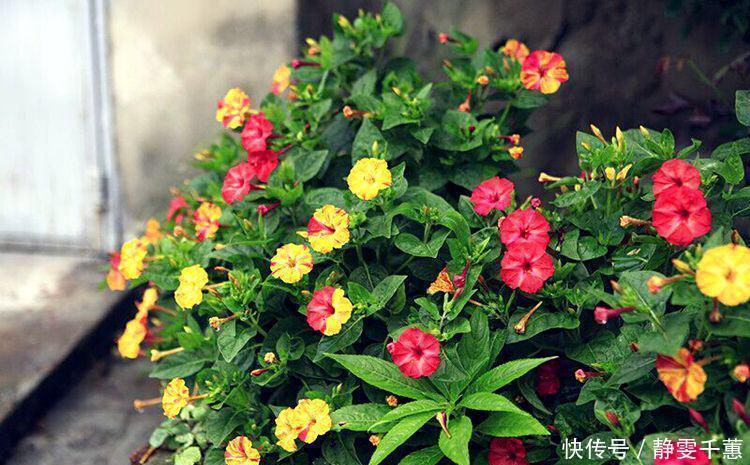 蓝雪花|7种“省心花”,耐阴、耐旱,不招虫、生病少,还特爱开花