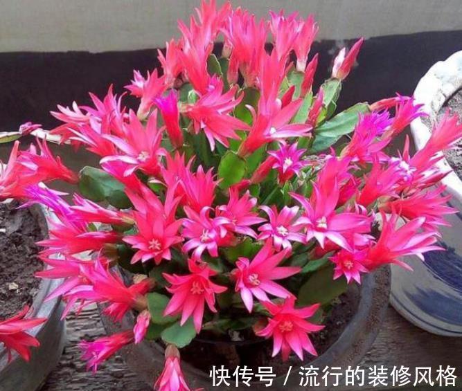 10月养蟹爪兰，了解掌握4个要点，叶片肥厚长势好，40天绽放群花