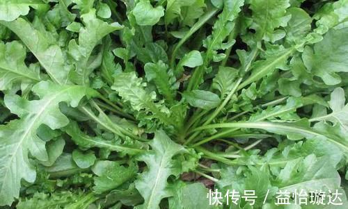 油麦菜|它是天然的“养肝药”，坚持每天吃一点，排毒养肝，一身轻松