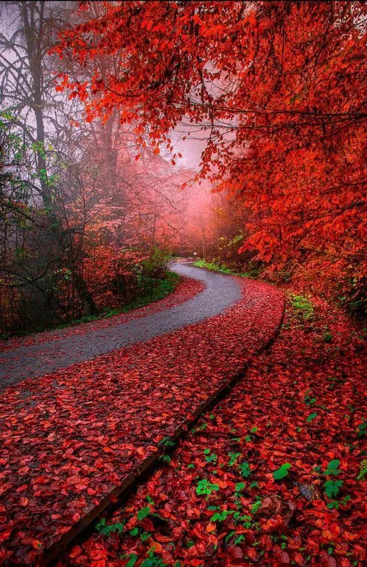 山西省朗诵艺术协会|心中的小路