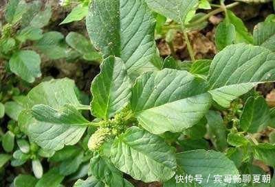 野生植物|它是高血压与近视眼的克星，学名凹头苋，农村遍地是，遇见别错过