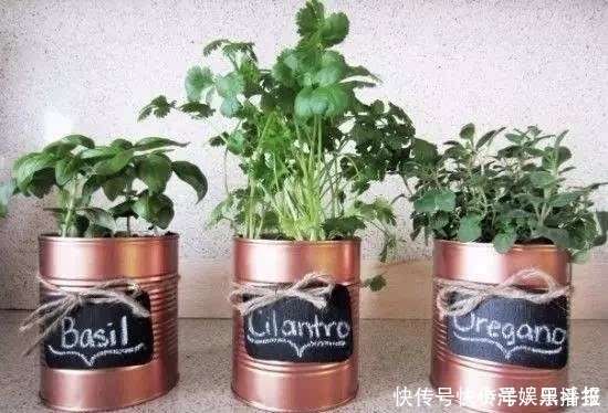 花盆|你还在花钱买花盆吗？别买了，自制花盆，比买的好看的多了