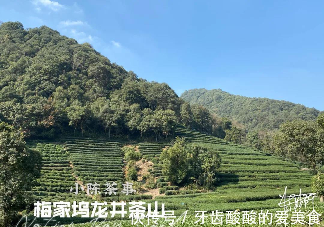 秋茶&春茶、夏茶、秋茶、冬茶、一年中哪个季节的茶好?一次性说清楚