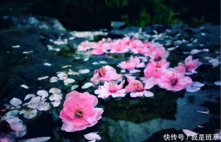 落花&落花人独立,微雨燕双飞——十二句唯美的古诗词佳句