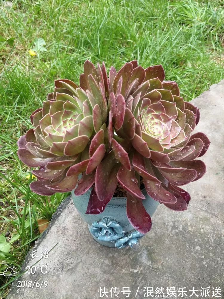 蚧壳虫|为肉痴狂!多肉植物也会用最美的容颜报答我们的勤劳付出!