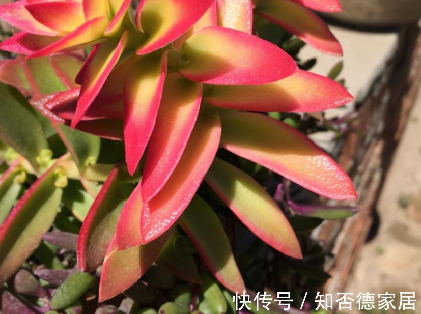 秋季养殖多肉，不管也能上色出状态？错，做好这些才行