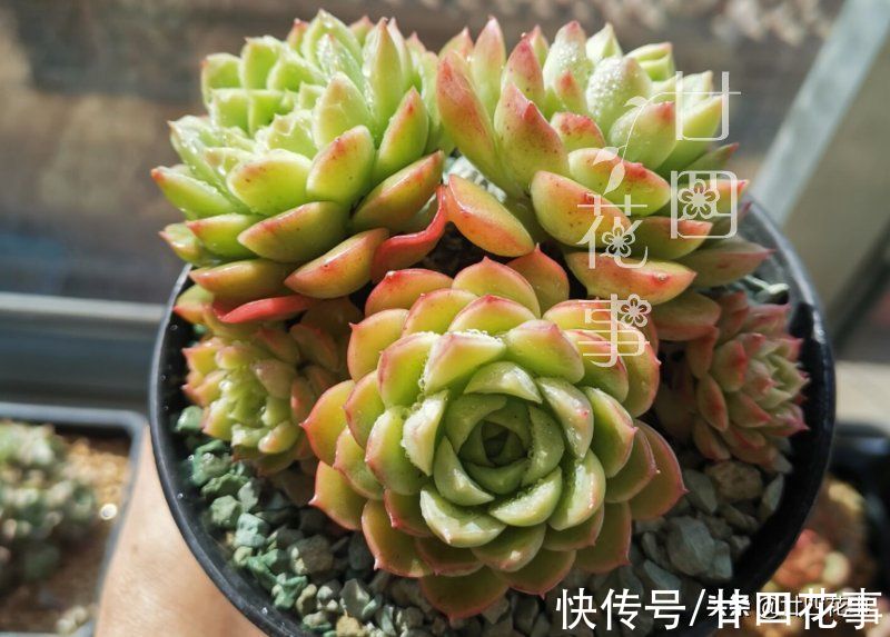 养死多肉不打紧,就怕死得不明白,肉肉8种死法,知道原因好预防