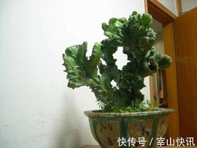 身高八尺的“麒麟掌”，养护3个要点，长的威风凛凛，保家镇宅