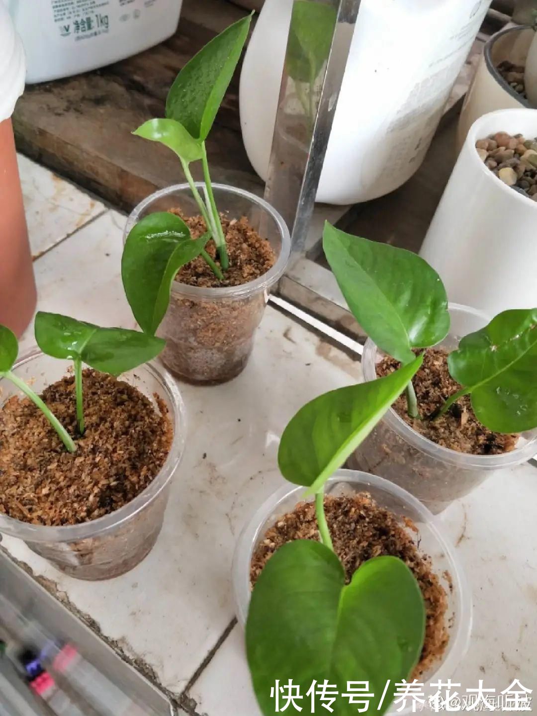 生根|6种花夏天扦插，枝条剁8段、撒土里，3岁小孩都能插活