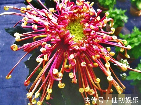 喜欢菊花,不如养盆“菊中珍品”花芳菊,似彩凤飘舞,绚丽多姿!