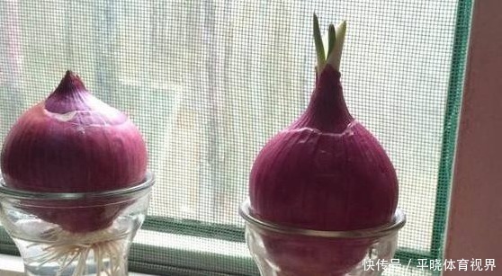还在养绿萝和吊兰?老婆种个洋葱头,开的花比玫瑰好看多了!