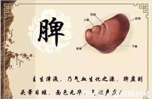 痰湿|脾胃不好，只用一味中药泡水喝，就能从此远离