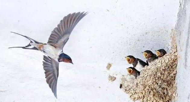 燕燕巢儿罗幕卷莺莺啼处凤楼空