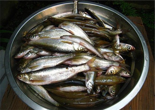 野钓总遇小鱼闹窝，其实是你这弄错了，资深钓友都这样做！