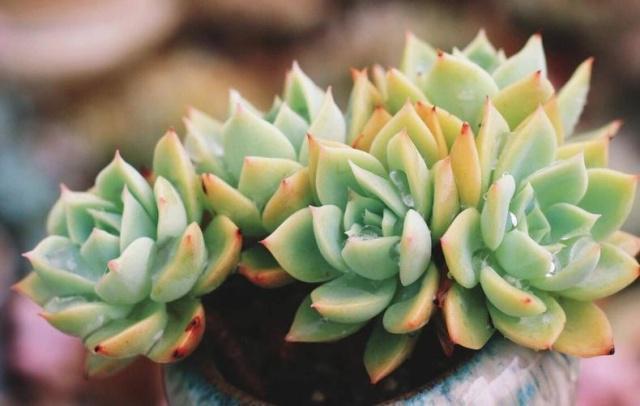 2个“配方”专治长残的多肉，晒伤，黑腐化水一并解决，夏季必备