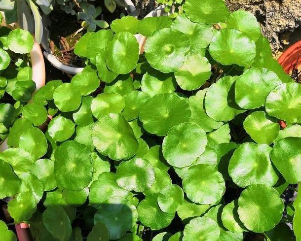 容器|家里有大水缸不要丢,拿来养花做容器,废物利用好处多