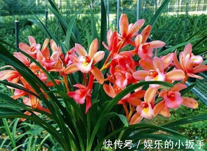 兰花焦尖怎么办,都是2种因素造成的,教你快速高效处理