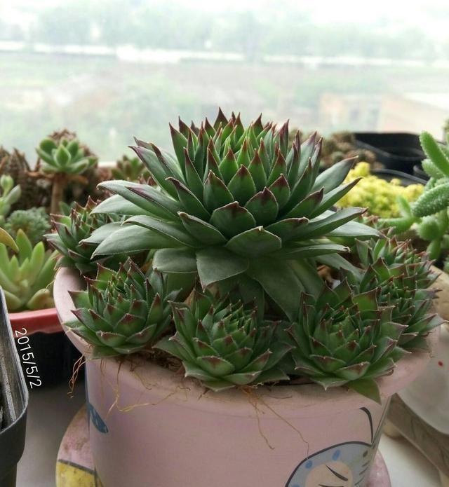 养观音莲，2个小技巧，小芽不断冒，长出一大圈，再不“穿裙子”