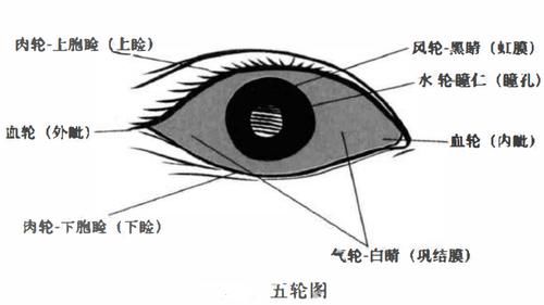 白睛|中医眼科之五轮辩证，望眼知百病