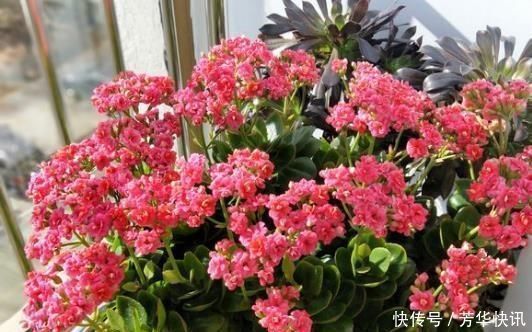 开花开关|养长寿花,左右剪一刀,打开“开花开关”,花量多一倍,爆成花球