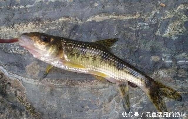 鲜美|深山山涧,钓上一盆这鱼,味道很鲜美,知道是什么鱼吗