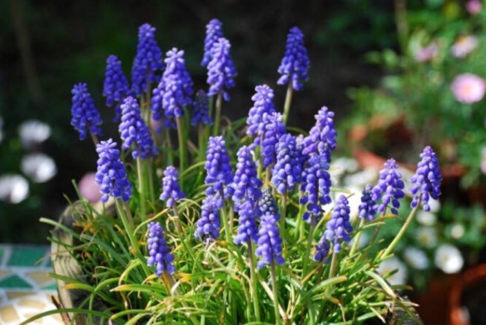 6种花只需种一盆，就能年年开花，想养死都难，而且越长越多