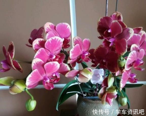 4种花很耐阴,光照弱也能开爆盆,非常值得拥有!