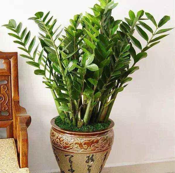 农历十一月大雪过后,养什么花?家里养3种花,福临小院阖家幸福