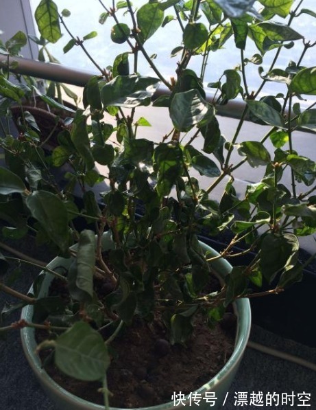 养茉莉花不长叶子,懂得分析原因,就能不枯萎长得好,开花不难