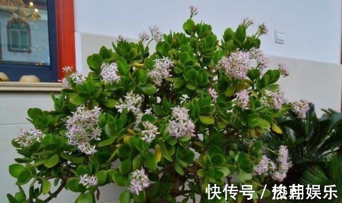 仙人球|8种花不能多浇水,“少水少肥”伺候它,反而长势旺盛开花多