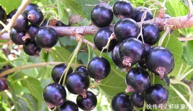 女性每天当零食吃一把,保养卵巢,皮肤细腻光滑,更显年轻