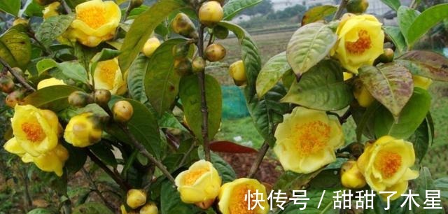 这款金黄茶花,香气扑鼻,可以泡茶,营养丰富,观赏食用两不误!