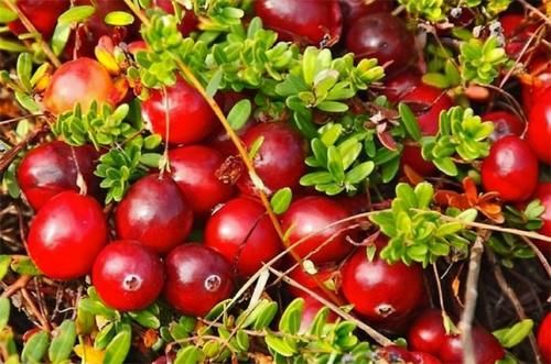 小王|会吃的人最健康，三种食物不可少，补充营养，身体棒棒哒