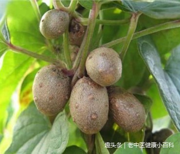 块茎|农村树上的“小土豆”,和燕窝一样补,男人女人都要多吃,有益处